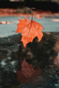 雨中枫叶