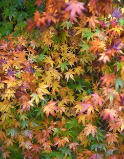多彩枫叶植物景观