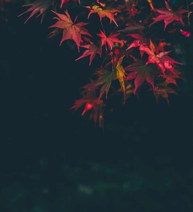 红枫叶的静谧之美