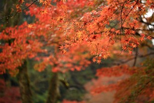 秋日红枫美景
