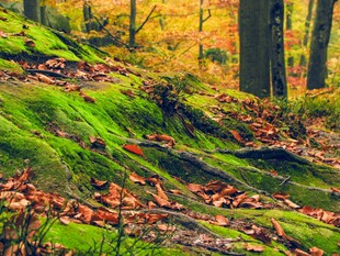 秋日森林中覆满苔藓的地面