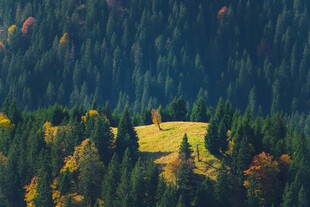 山间草地与茂密森林景观