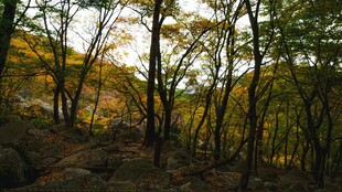 秋日林间小道美景