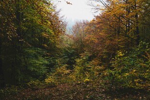 秋日林间美景