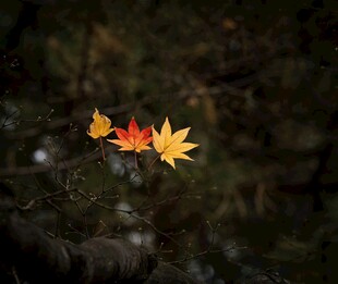 水中秋叶美如画