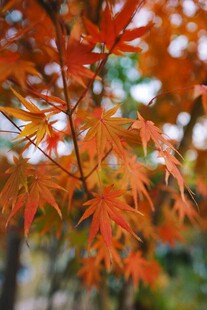 秋日红枫叶特写