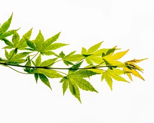 嫩绿枫叶枝