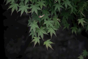翠绿枫叶特写