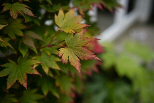 多彩枫叶植物特写