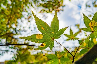 秋日枝头的斑斓枫叶
