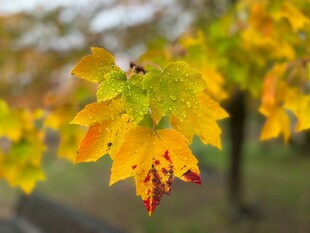 秋日枝头斑斓枫叶