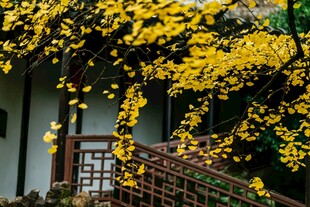 金黄花枝垂于古朴栏杆旁