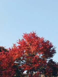 秋日红枫映蓝天