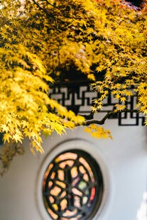中式圆窗旁的金黄树叶