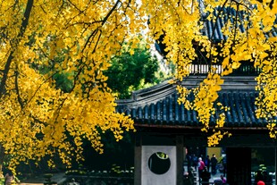 古建旁金黄银杏美景