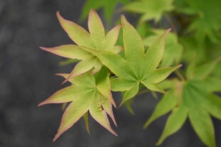 嫩绿枫叶特写
