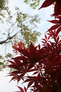 红枫叶与绿叶相映成趣