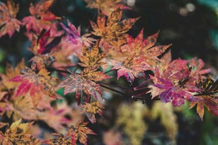 秋日绚烂枫叶枝头绽放