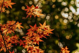 秋日红枫叶特写