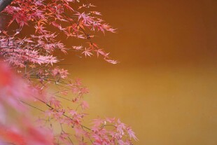 秋日红枫特写