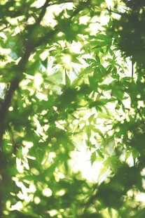 阳光透过绿叶的清新景象