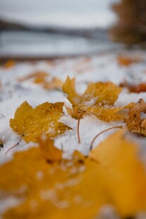 雪地上的金黄秋叶