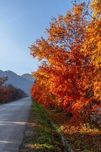 秋日公路旁绚烂红叶美景