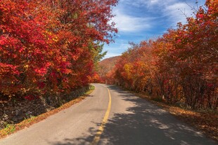 秋日红叶铺就的林间公路