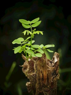 树桩上新生的嫩绿小植株