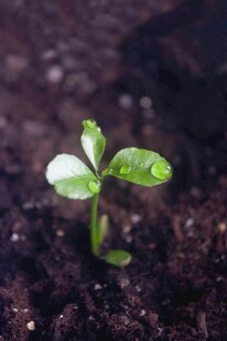 破土而出的嫩绿幼苗
