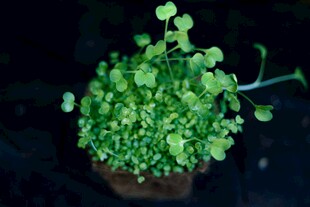 翠绿盆栽植物生机满满