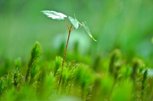 嫩绿新芽破土而出