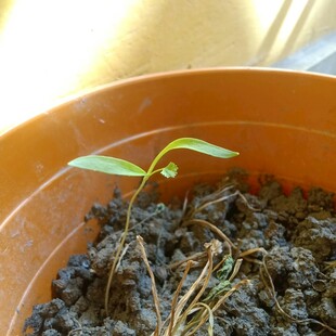 花盆中嫩绿的幼苗初长