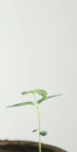 嫩绿幼苗破土而出