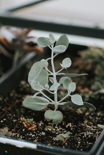 小巧多肉植物生机盎然