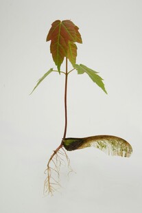 带根植物标本特写