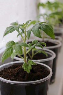 盆栽番茄幼苗整齐排列