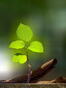 嫩绿幼苗破土而出