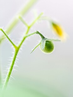 嫩绿小番茄