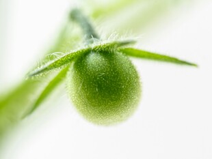 嫩绿番茄果实特写