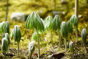 林间嫩绿植物生机盎然