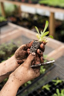 手捧带土绿植幼苗