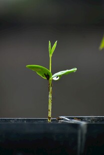 嫩绿幼苗破土而出