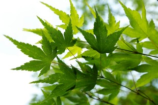 嫩绿枫叶枝