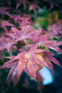 红枫叶特写