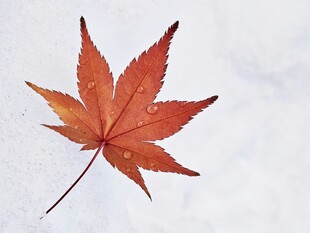 一片红枫叶