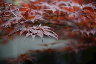 红枫叶特写