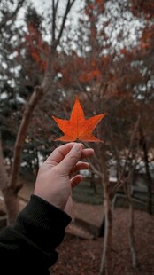 手持枫叶赏秋日美景