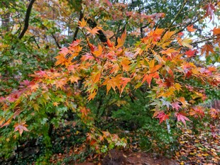 秋日斑斓枫树景致