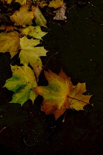 秋日落叶静美画面